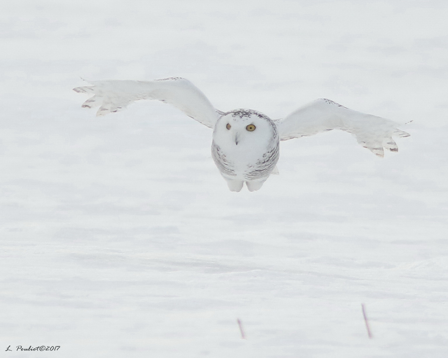 Canon EF 300mm F4L IS USM sample photo. Looking for food / recherche nourriture photography