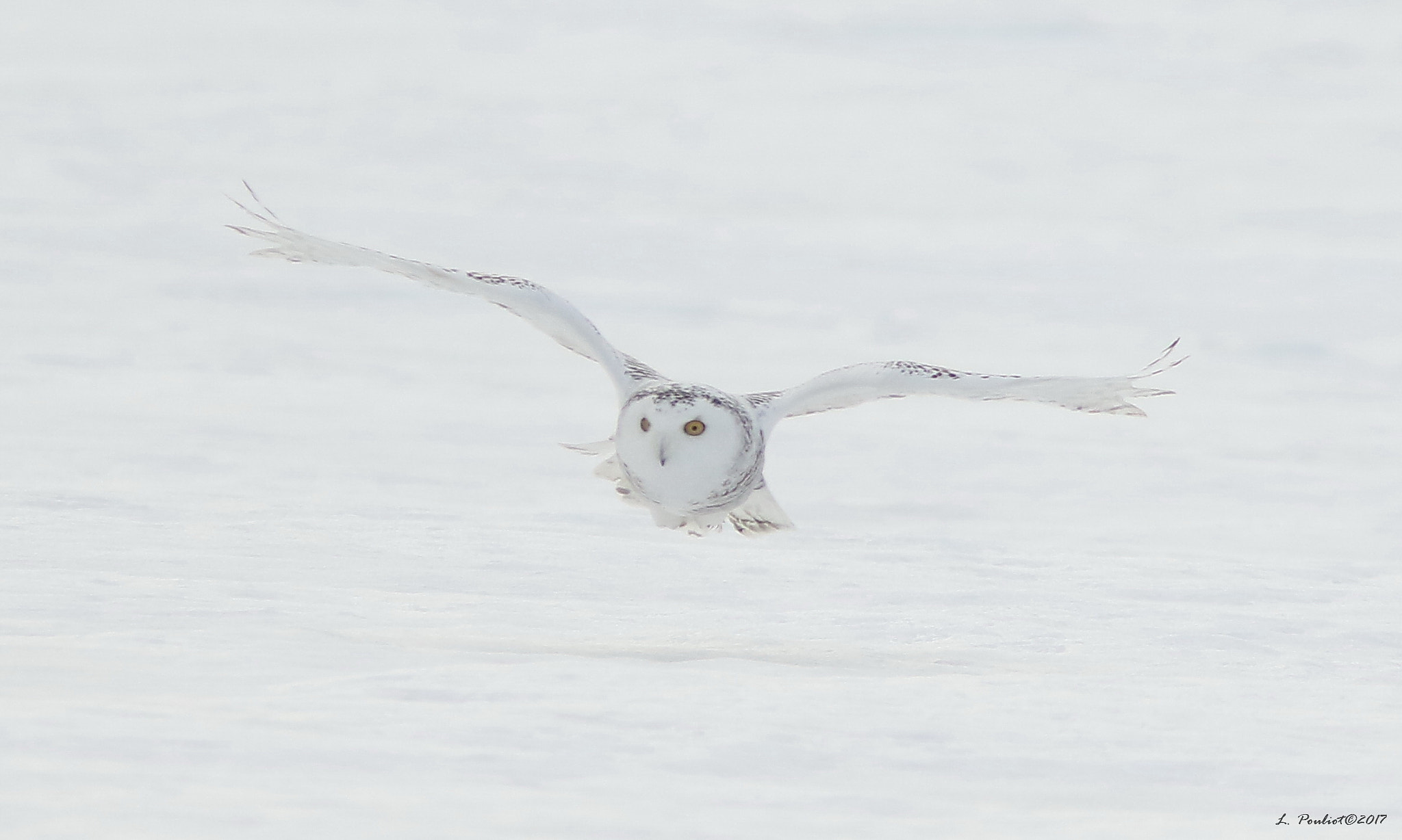 Canon EOS 7D Mark II + Canon EF 300mm F4L IS USM sample photo. Nice fly / en plein vol photography