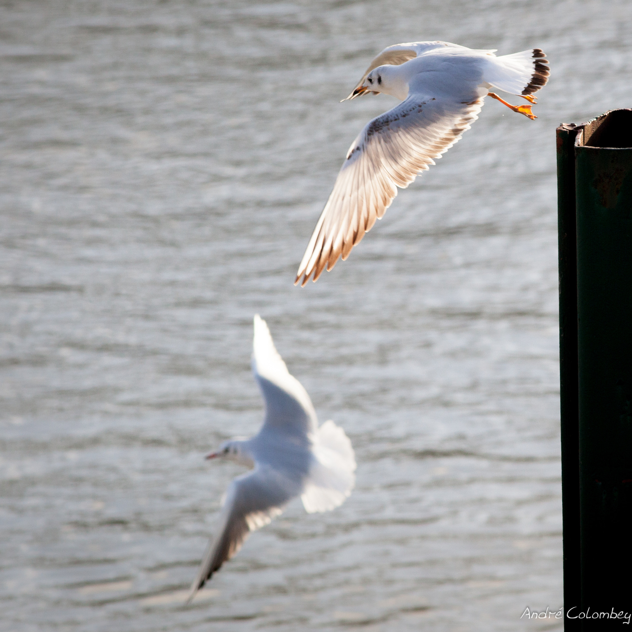 Canon EOS 5D Mark II + Canon EF 300mm F4L IS USM sample photo. Taking flight photography