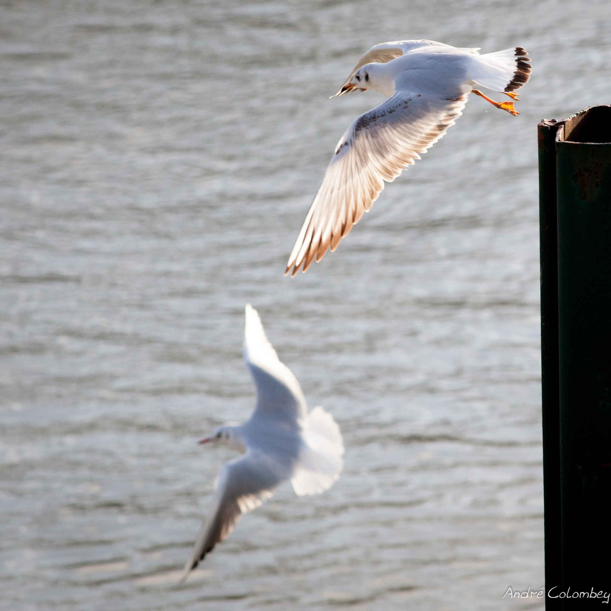 Canon EF 300mm F4L IS USM sample photo. Taking flight photography