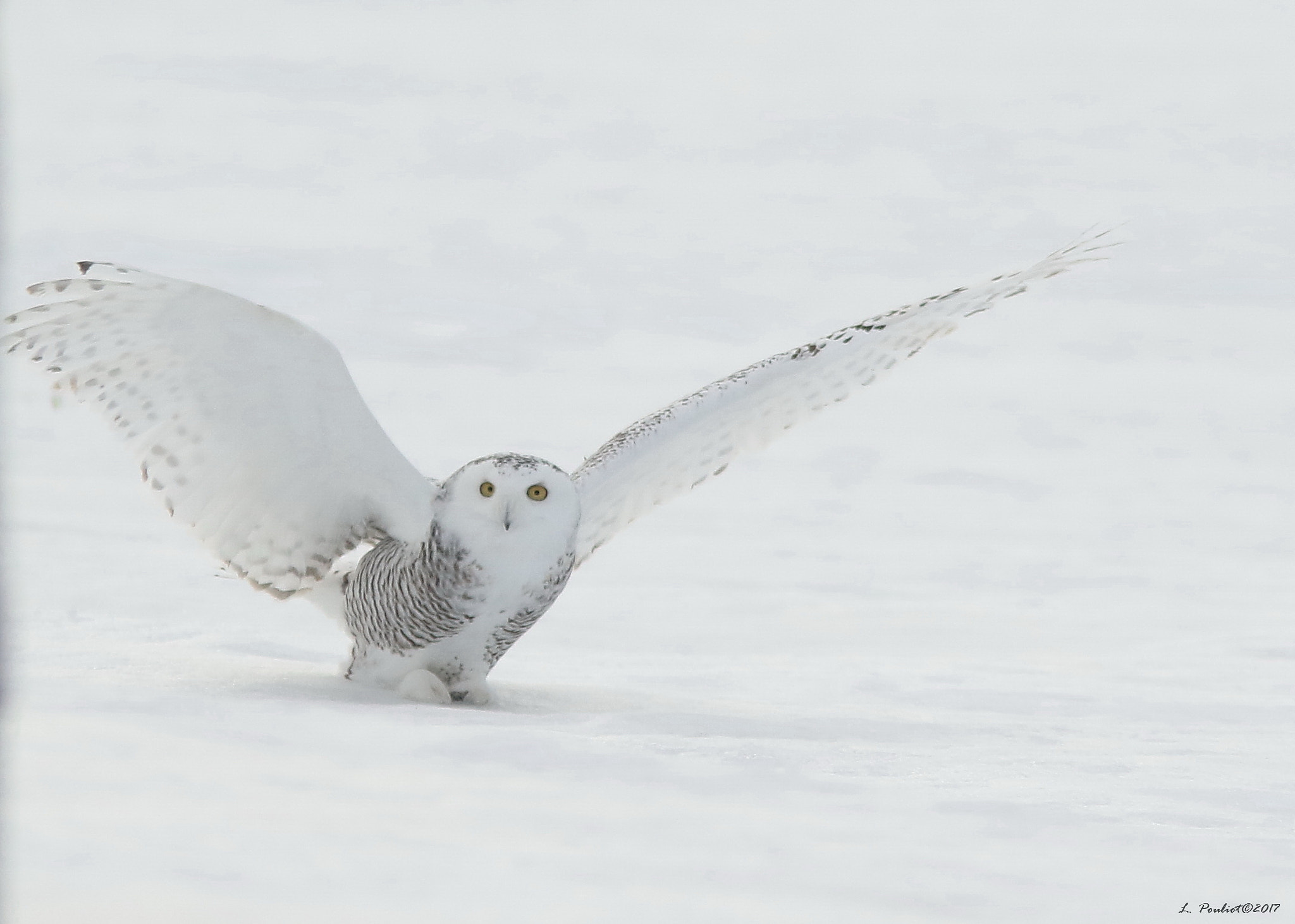 Canon EOS 7D Mark II + Canon EF 300mm F4L IS USM sample photo. Wide open / grande ouverture photography