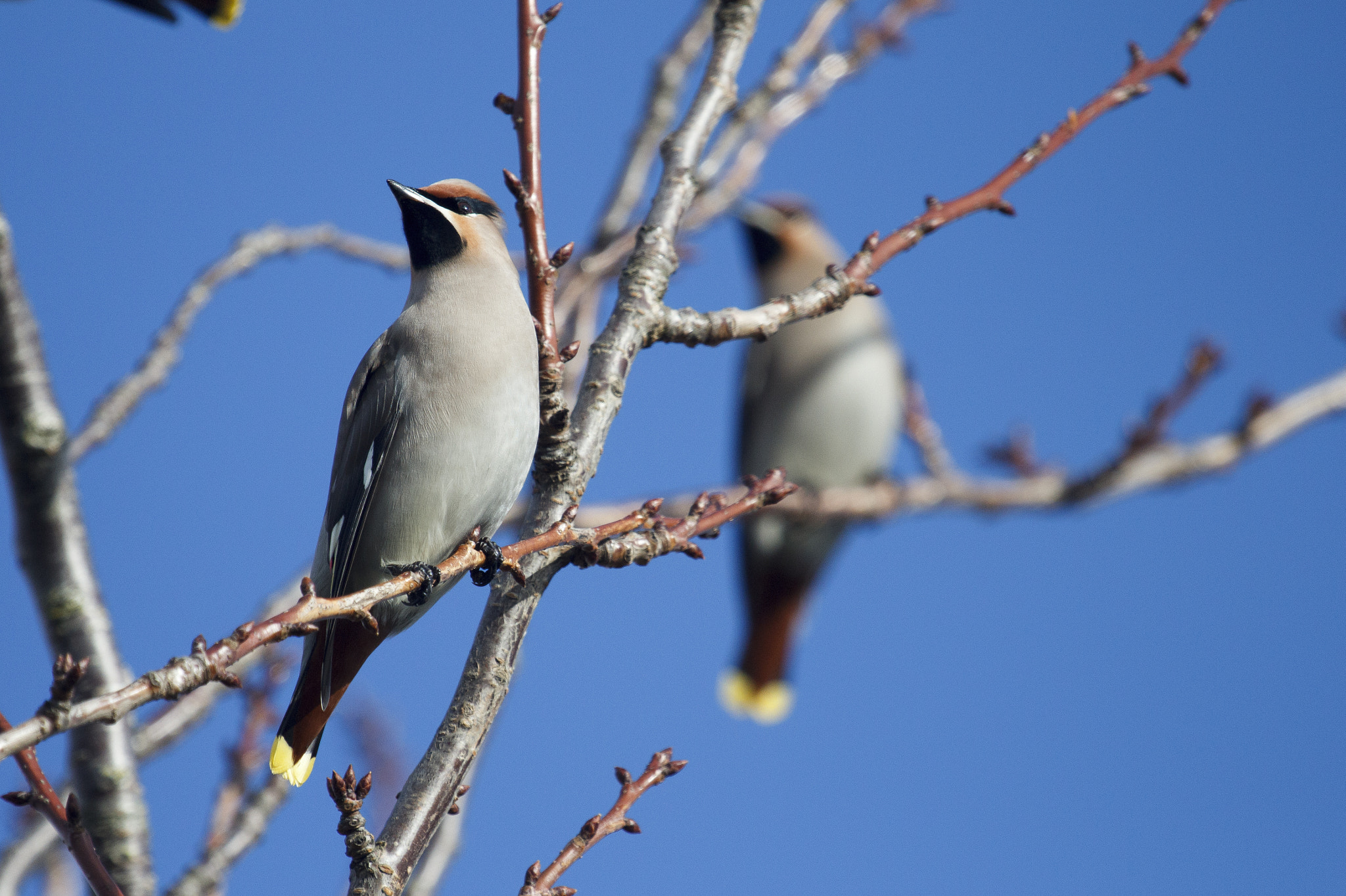Canon EF 100-400mm F4.5-5.6L IS USM sample photo. The sentinel photography