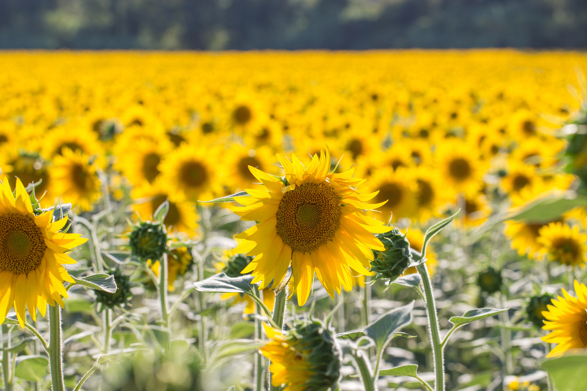 Canon EF 100mm F2.8L Macro IS USM sample photo. Sunflowers field photography
