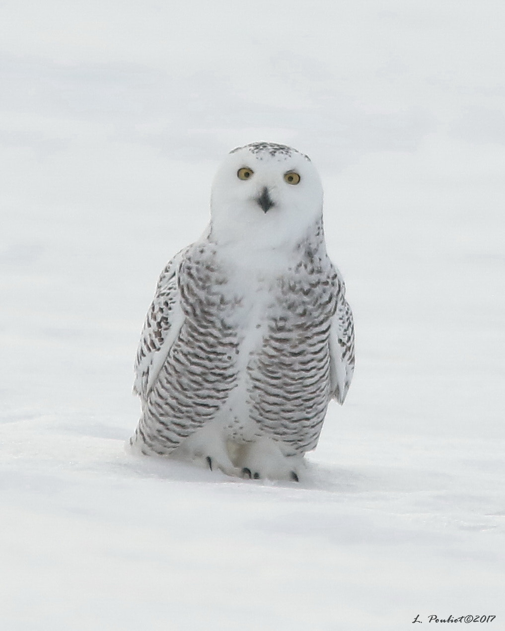 Canon EF 300mm F4L IS USM sample photo. Curious / curieux photography