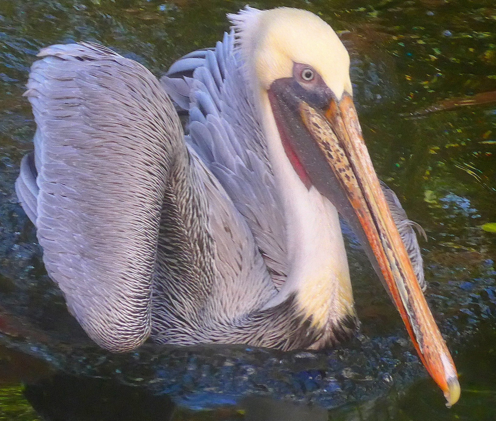 Leica C (Typ 112) sample photo. Pelican photography