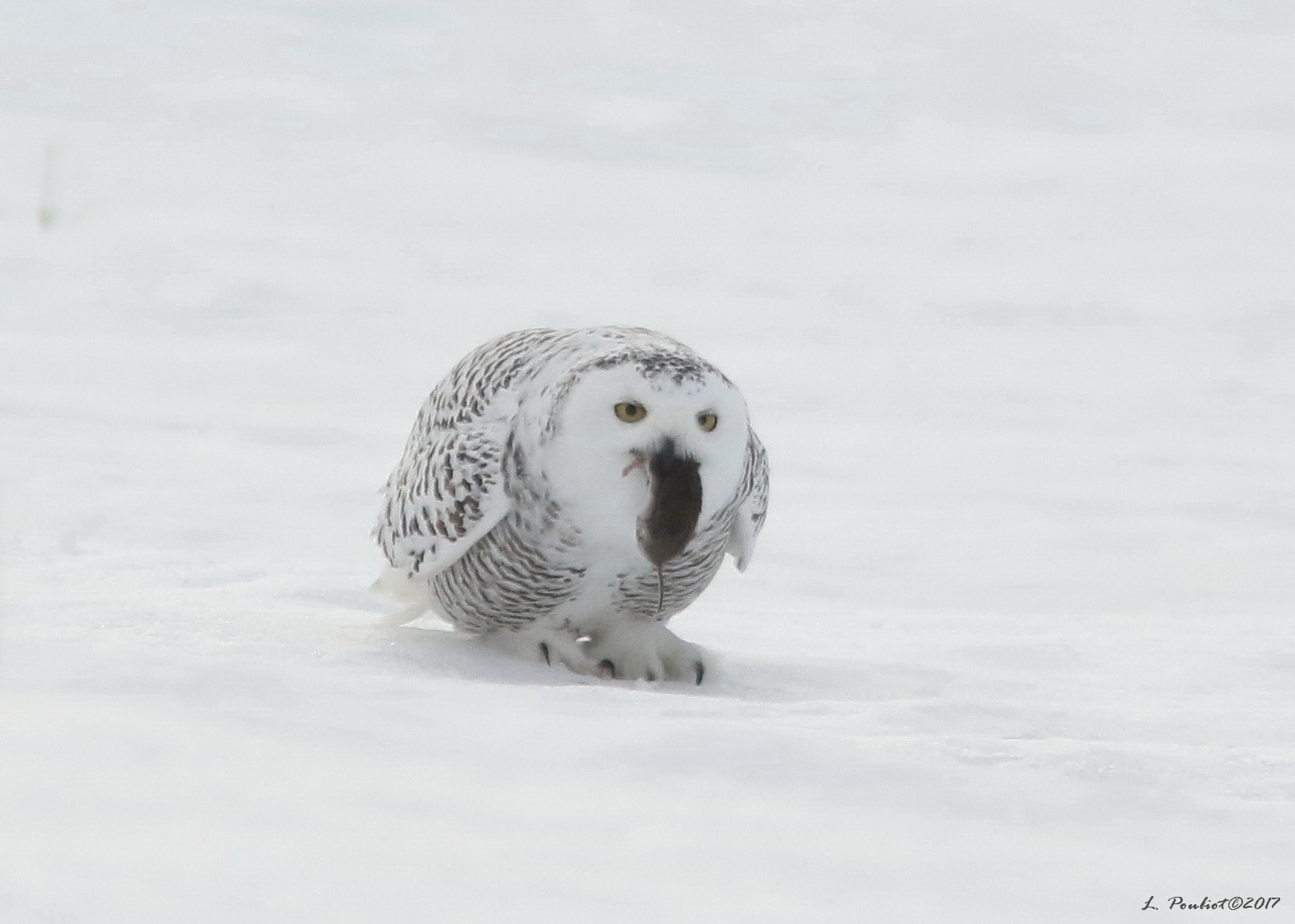 Canon EF 300mm F4L IS USM sample photo. Meal time / heure du repas photography