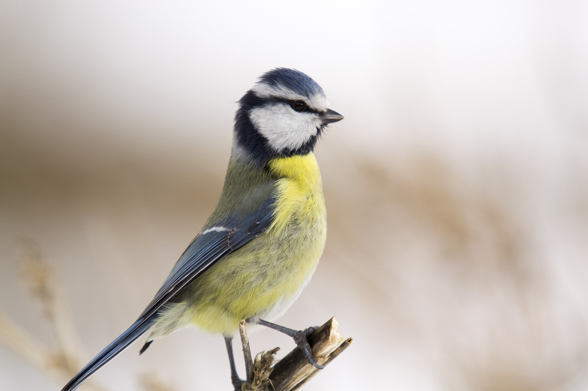 Sigma APO 100-300mm F4 EX IF HSM sample photo. Blue tits photography