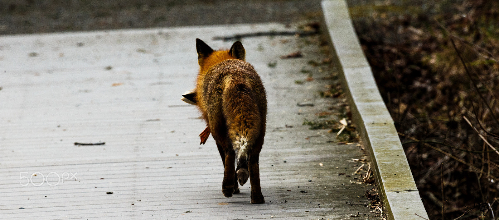 Canon EOS-1D X + Canon EF 600mm f/4L IS sample photo. The one that got away.// photography