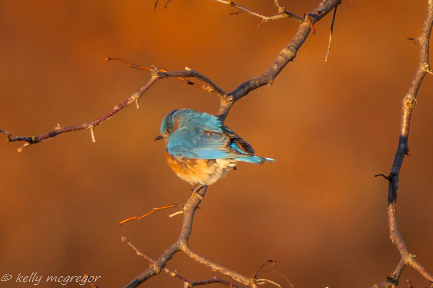 Canon EOS 50D + Canon EF 100-400mm F4.5-5.6L IS II USM sample photo. Blue morning  photography