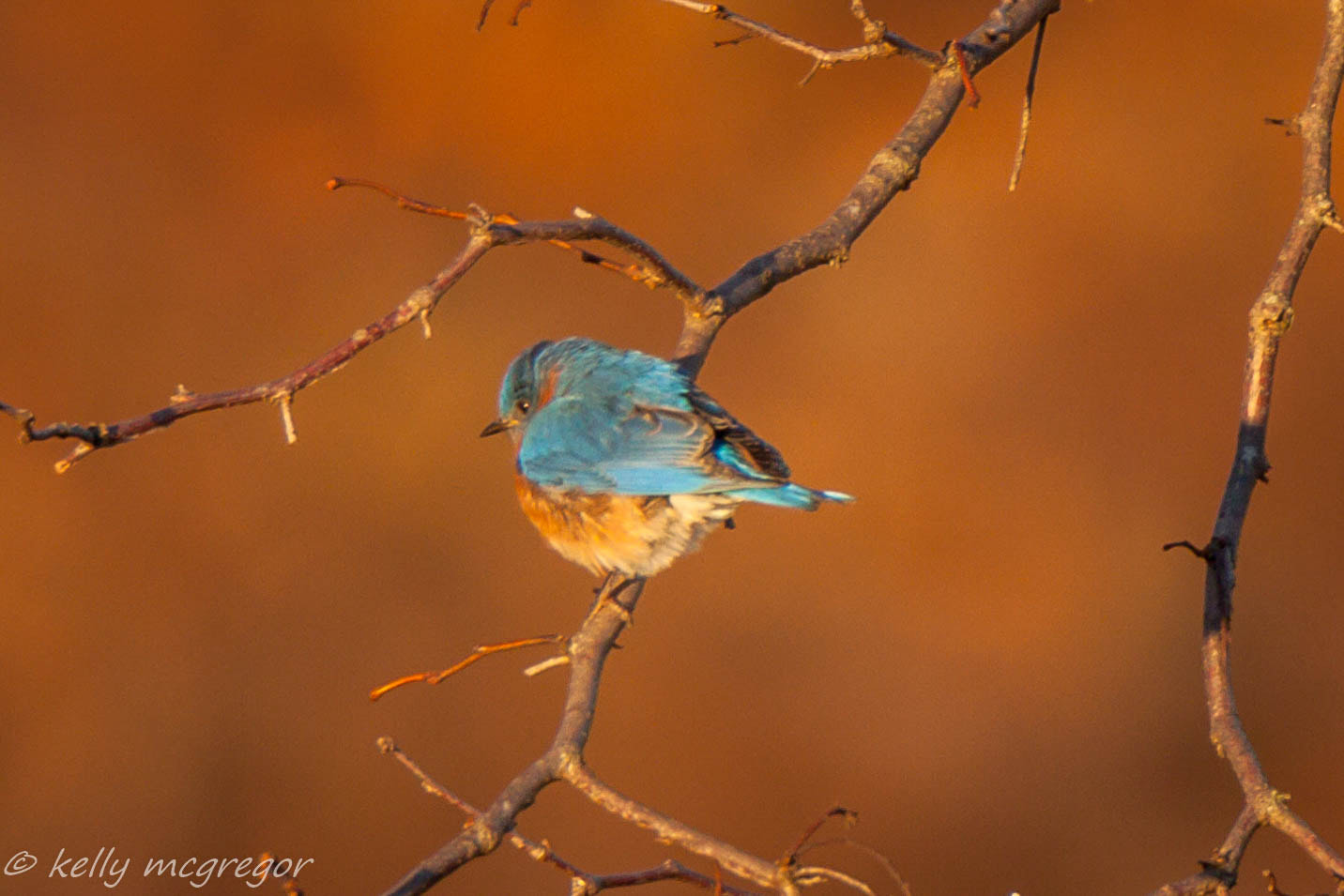 Canon EOS 50D sample photo. Blue morning  photography