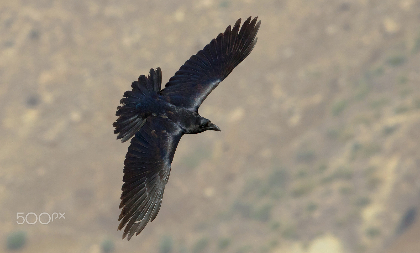 Canon EF 400mm F2.8L IS II USM sample photo. Corbeaux photography
