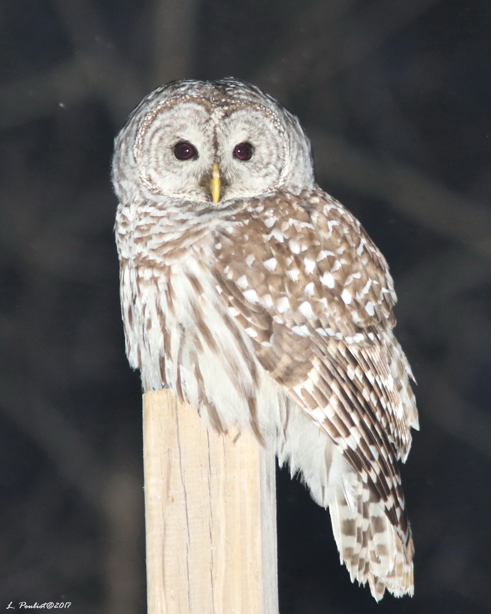 Canon EF 300mm F4L IS USM sample photo. Barred owl / chouette rayée photography