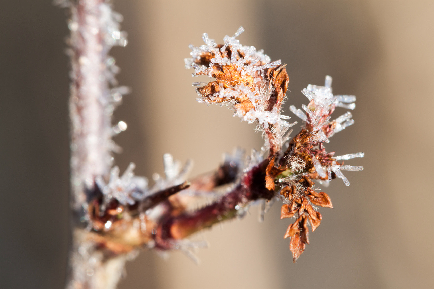 Canon EF 100mm F2.8 Macro USM sample photo. Flower on ice photography