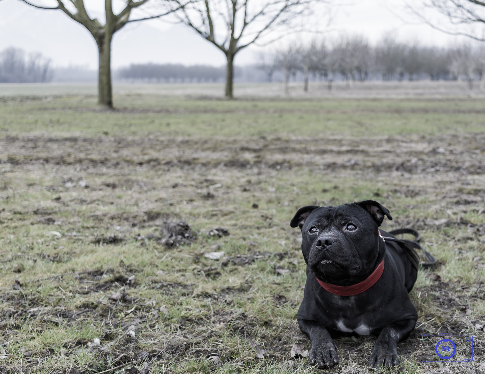 Canon EF-S 24mm F2.8 STM sample photo. Humans best friend photography