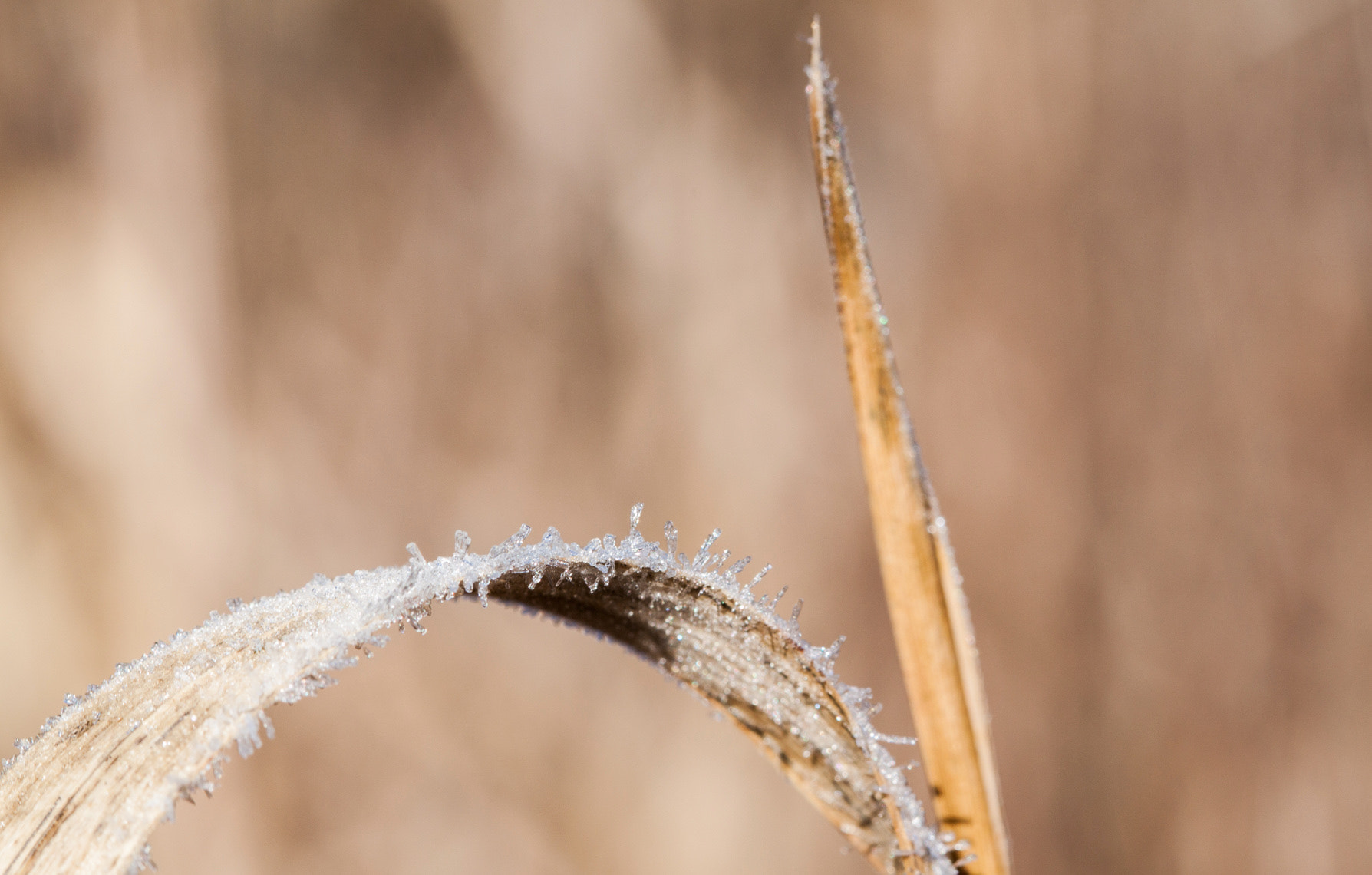 Canon EF 100mm F2.8 Macro USM sample photo. Frostigras photography