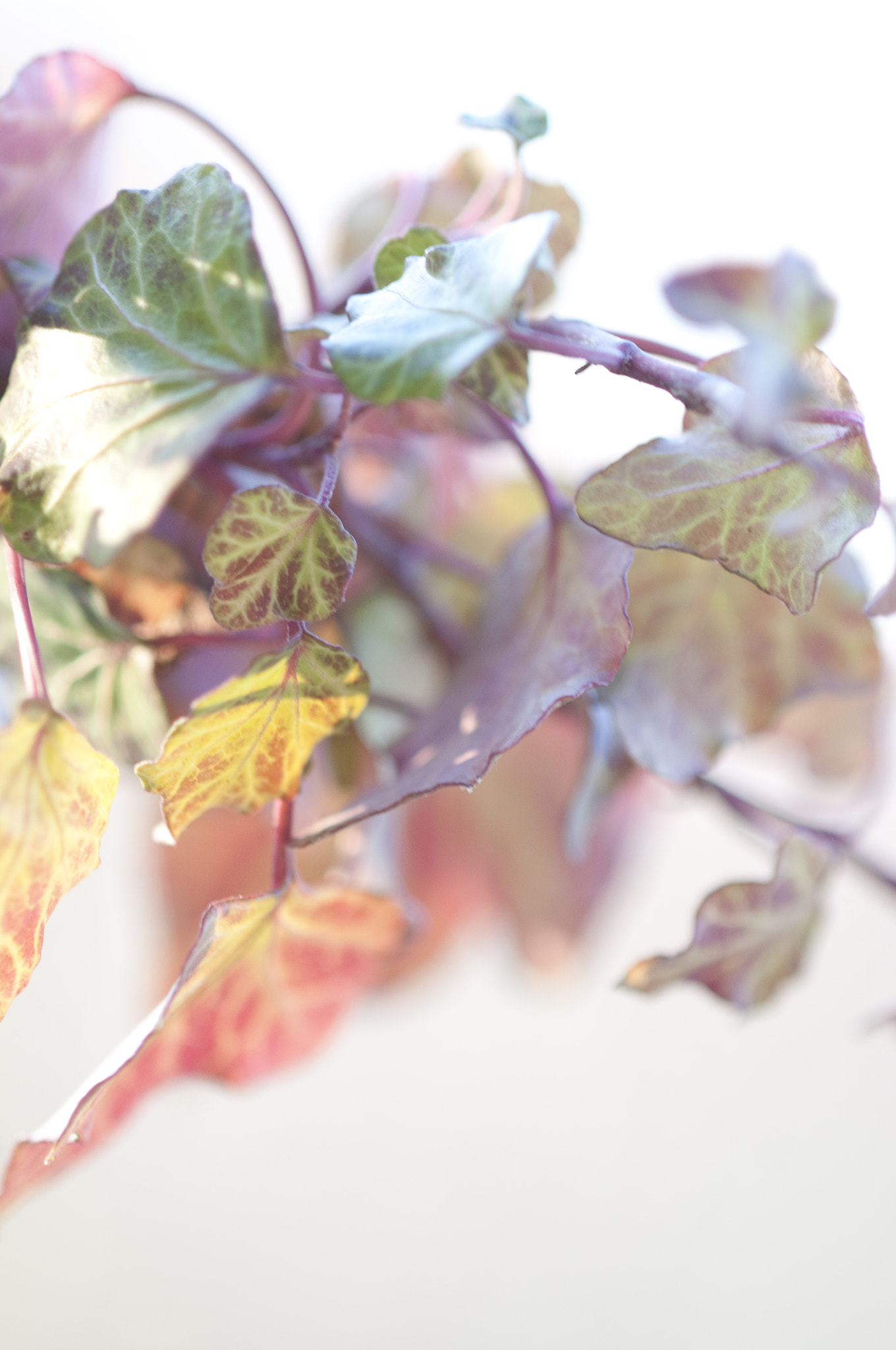 Nikon AF-S Micro-Nikkor 105mm F2.8G IF-ED VR sample photo. Soft photography