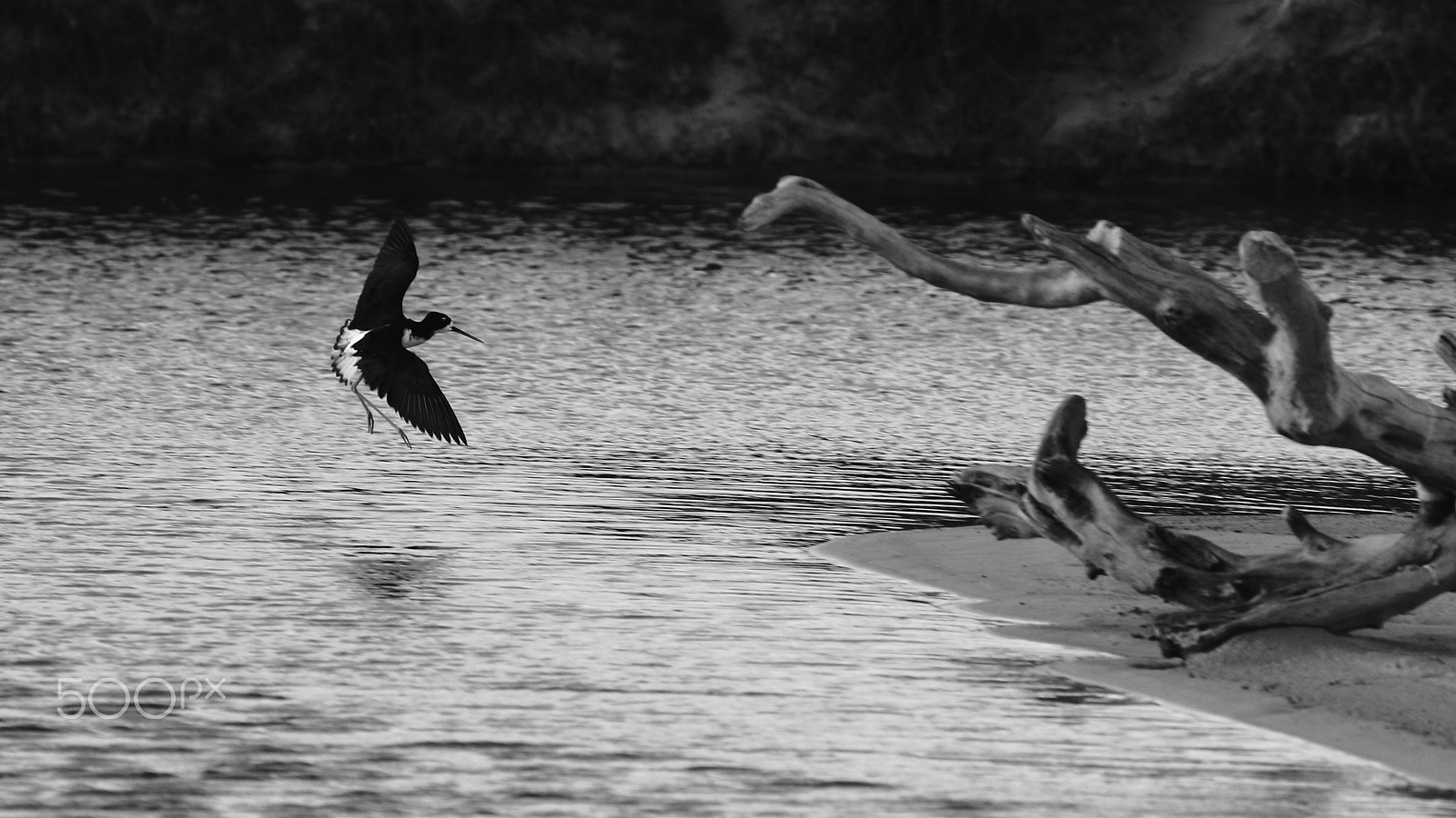 Canon EF 100-400mm F4.5-5.6L IS USM sample photo. Stilt landing photography