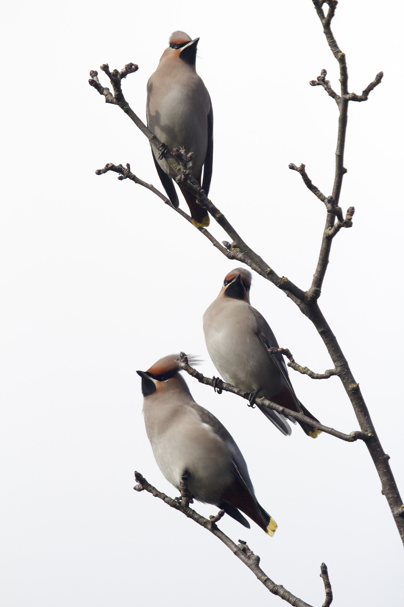 Canon EF 100-400mm F4.5-5.6L IS USM sample photo. Two's company photography