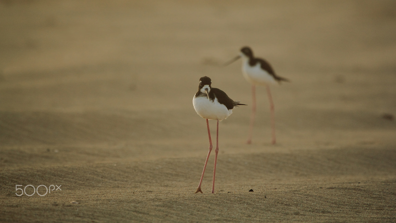 Canon EF 100-400mm F4.5-5.6L IS USM sample photo. Desert stilts photography
