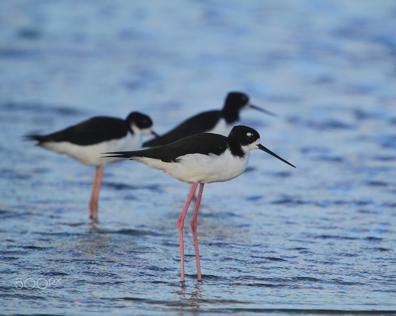 Canon EF 100-400mm F4.5-5.6L IS USM sample photo. Group of stilts photography