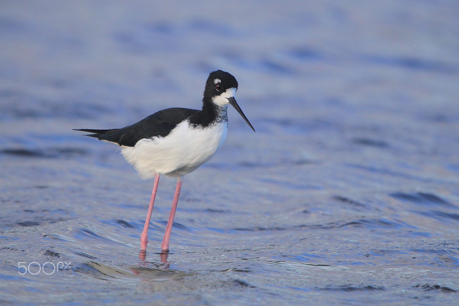 Canon EF 100-400mm F4.5-5.6L IS USM sample photo. Black-necked stilt photography