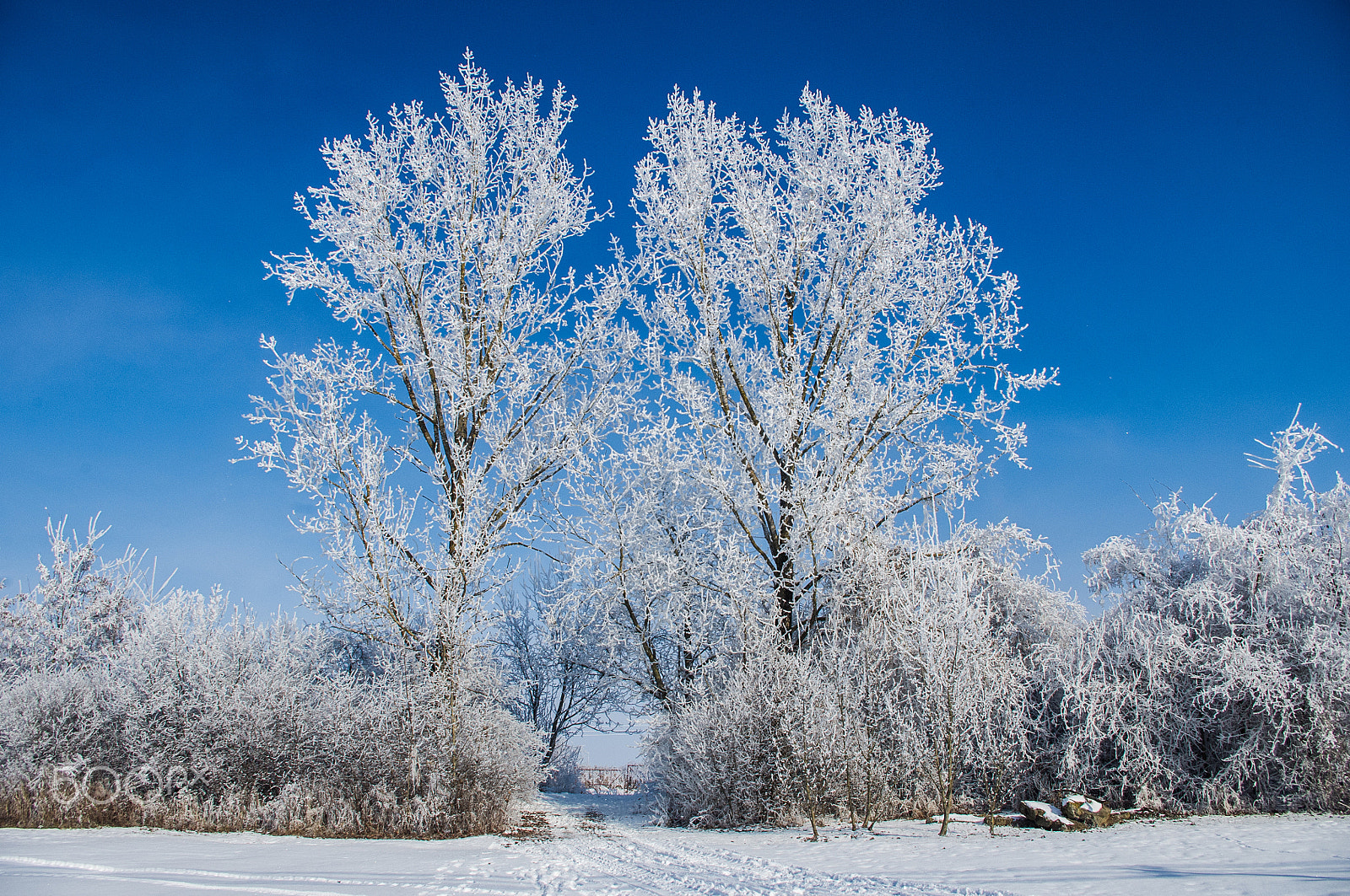 Pentax K-x sample photo. Frost photography