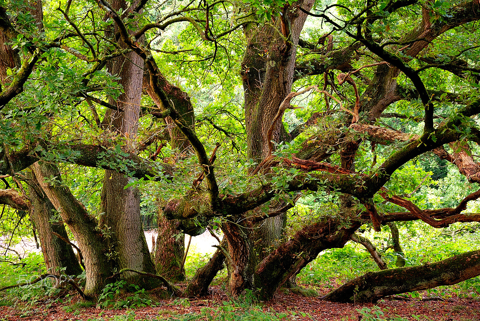 Nikon D80 sample photo. Kniphorstbos, uit de oude doos;-) photography
