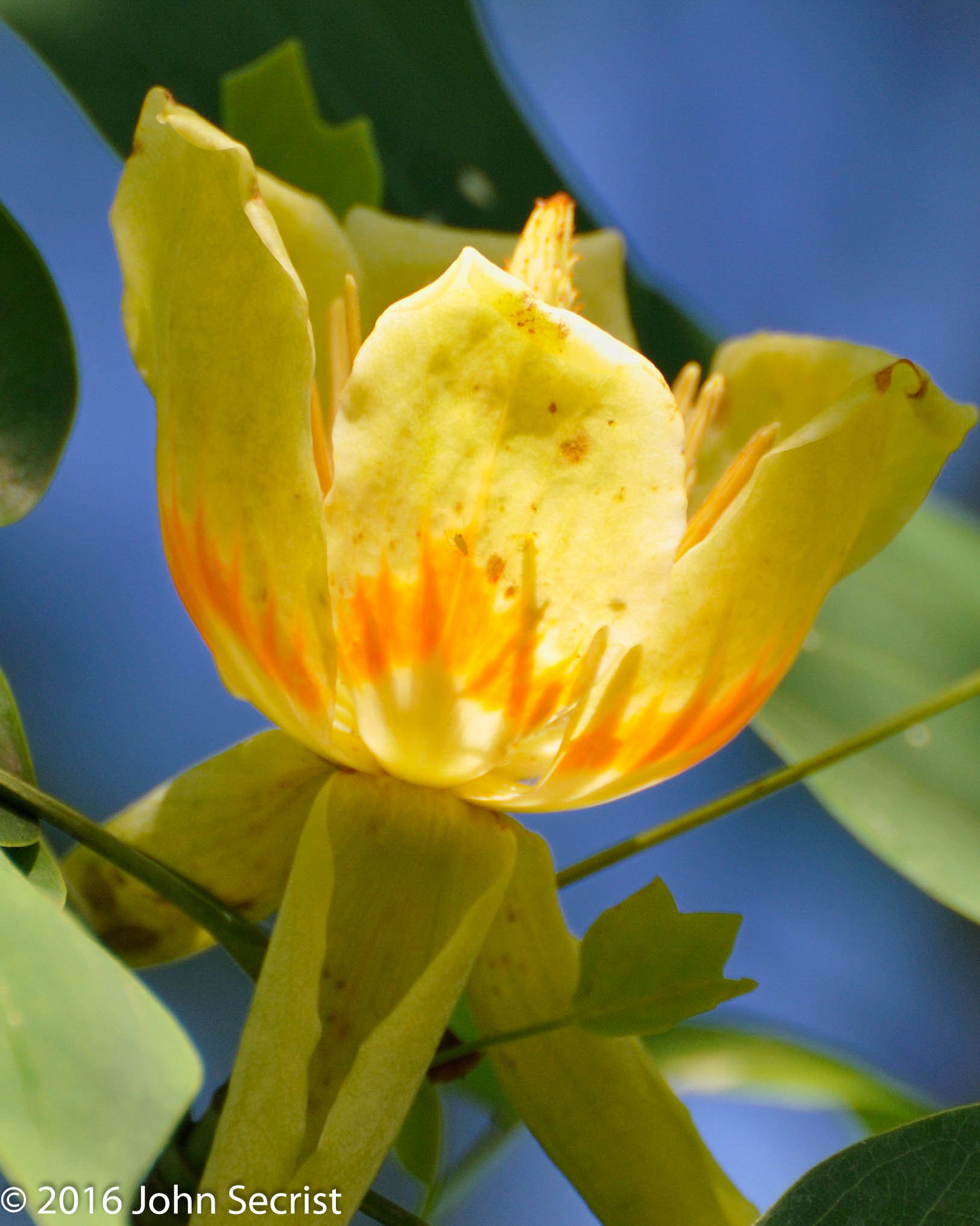 Nikon D300 sample photo. Poplar flower photography