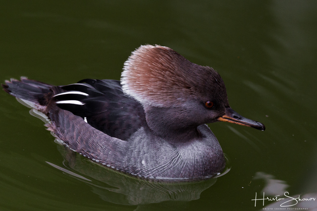 Tamron SP 150-600mm F5-6.3 Di VC USD sample photo. Bird photography