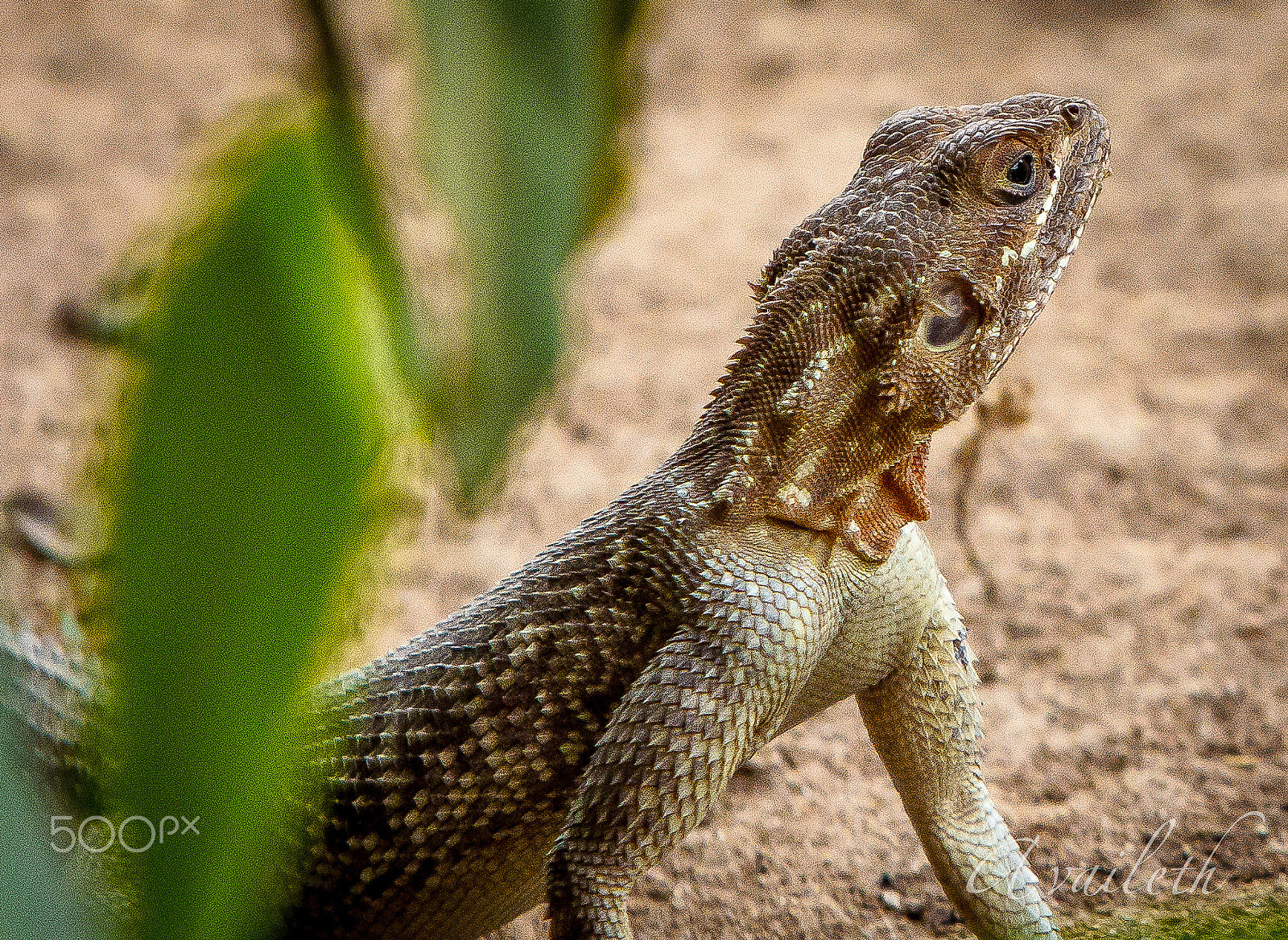 Canon EF 70-200mm F2.8L USM sample photo. Agama lizard photography