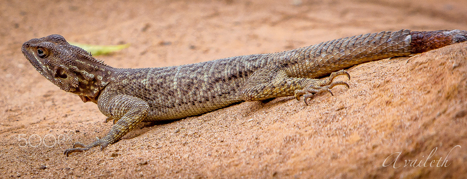 Canon EF 70-200mm F2.8L USM sample photo. Agama lizard photography