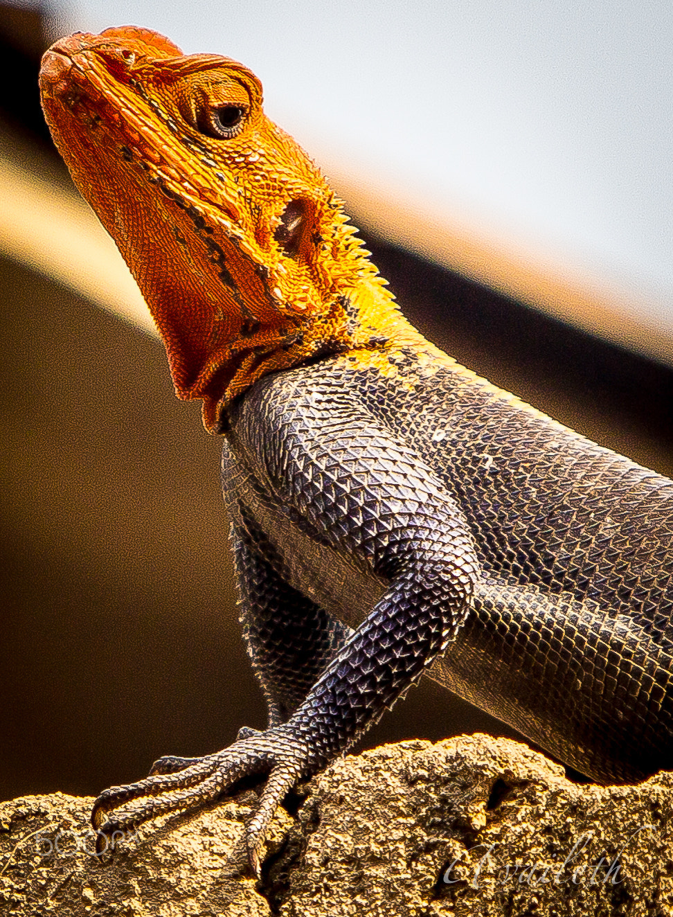 Canon EF 70-200mm F2.8L USM sample photo. Agama lizard photography