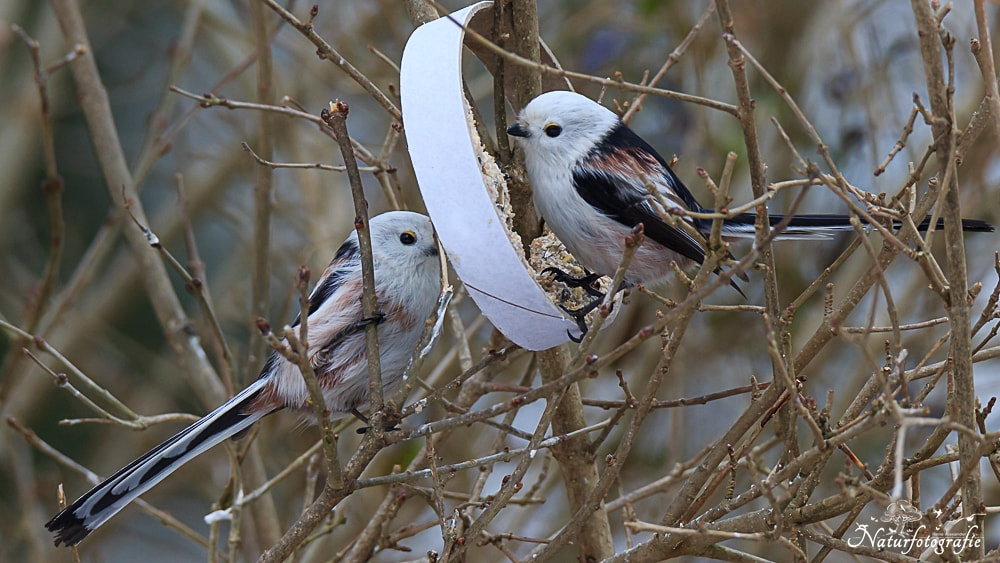Tamron SP 150-600mm F5-6.3 Di VC USD sample photo. Schwanzmeisen photography