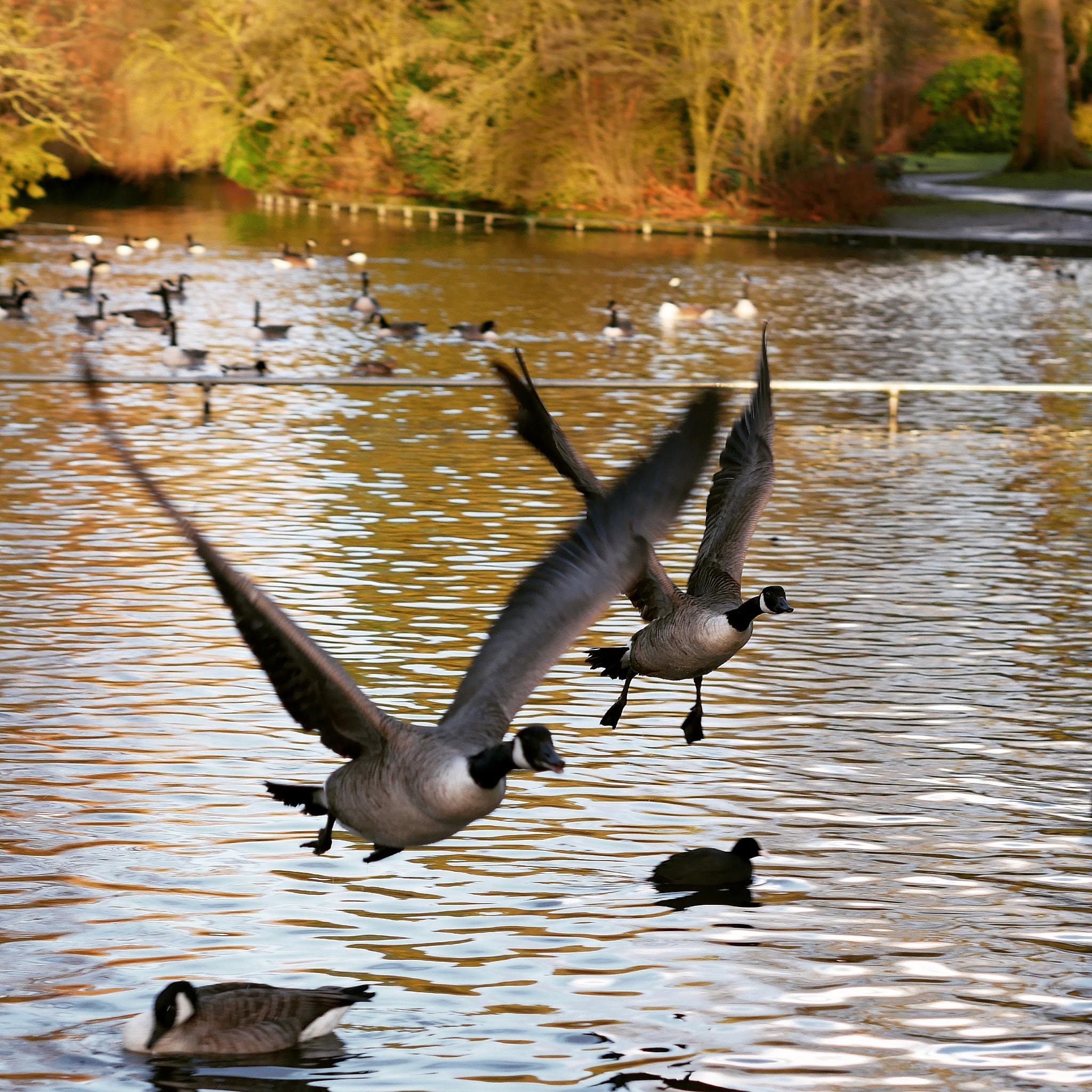 Panasonic Lumix DMC-GX85 (Lumix DMC-GX80 / Lumix DMC-GX7 Mark II) + Olympus M.Zuiko Digital 45mm F1.8 sample photo. Geese taking off photography