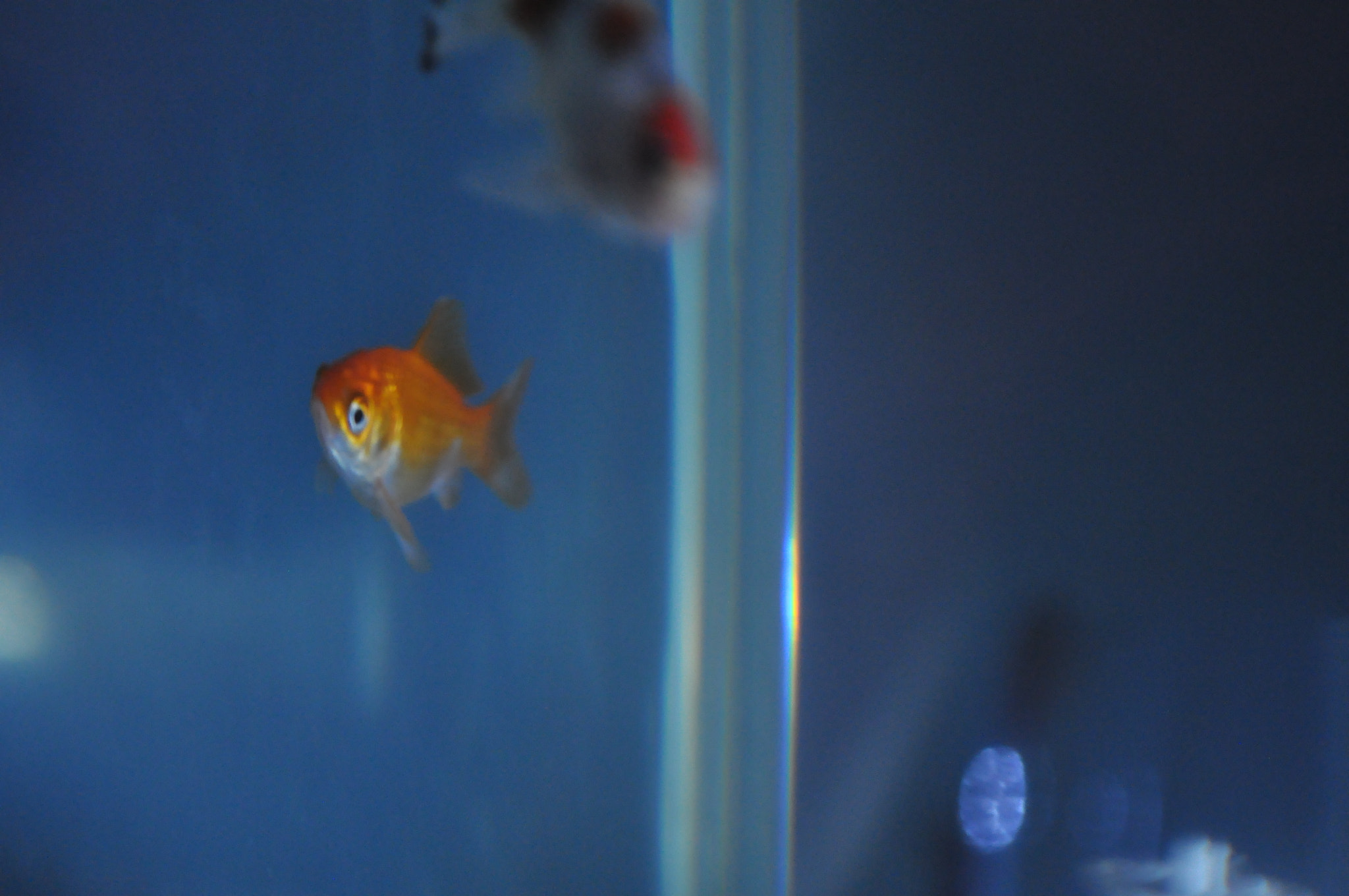 Nikon D90 + Sigma 28-70mm F2.8 EX sample photo. Finding nemo photography