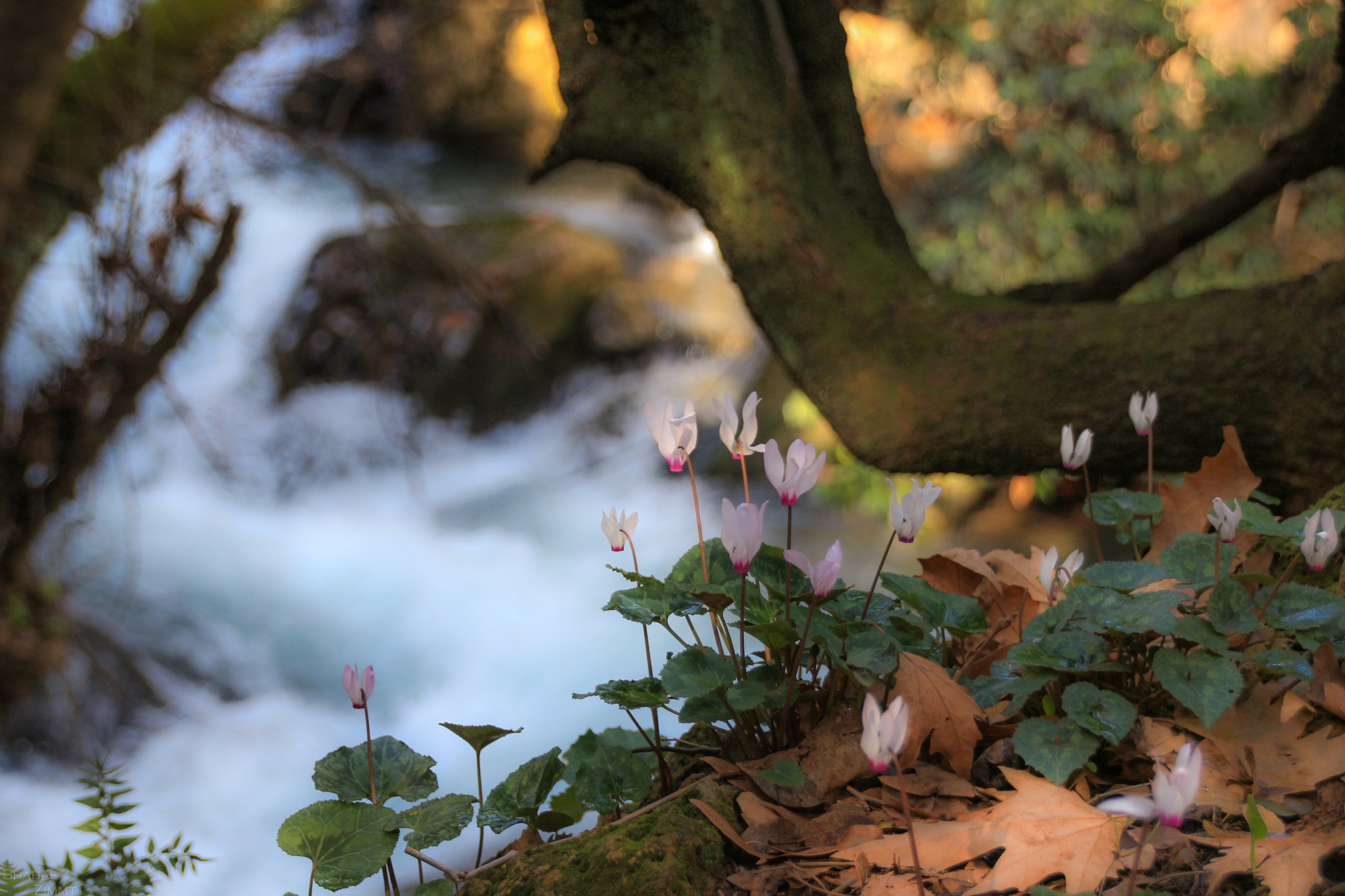 Sigma 18-250mm F3.5-6.3 DC OS HSM sample photo. Cyclamen photography