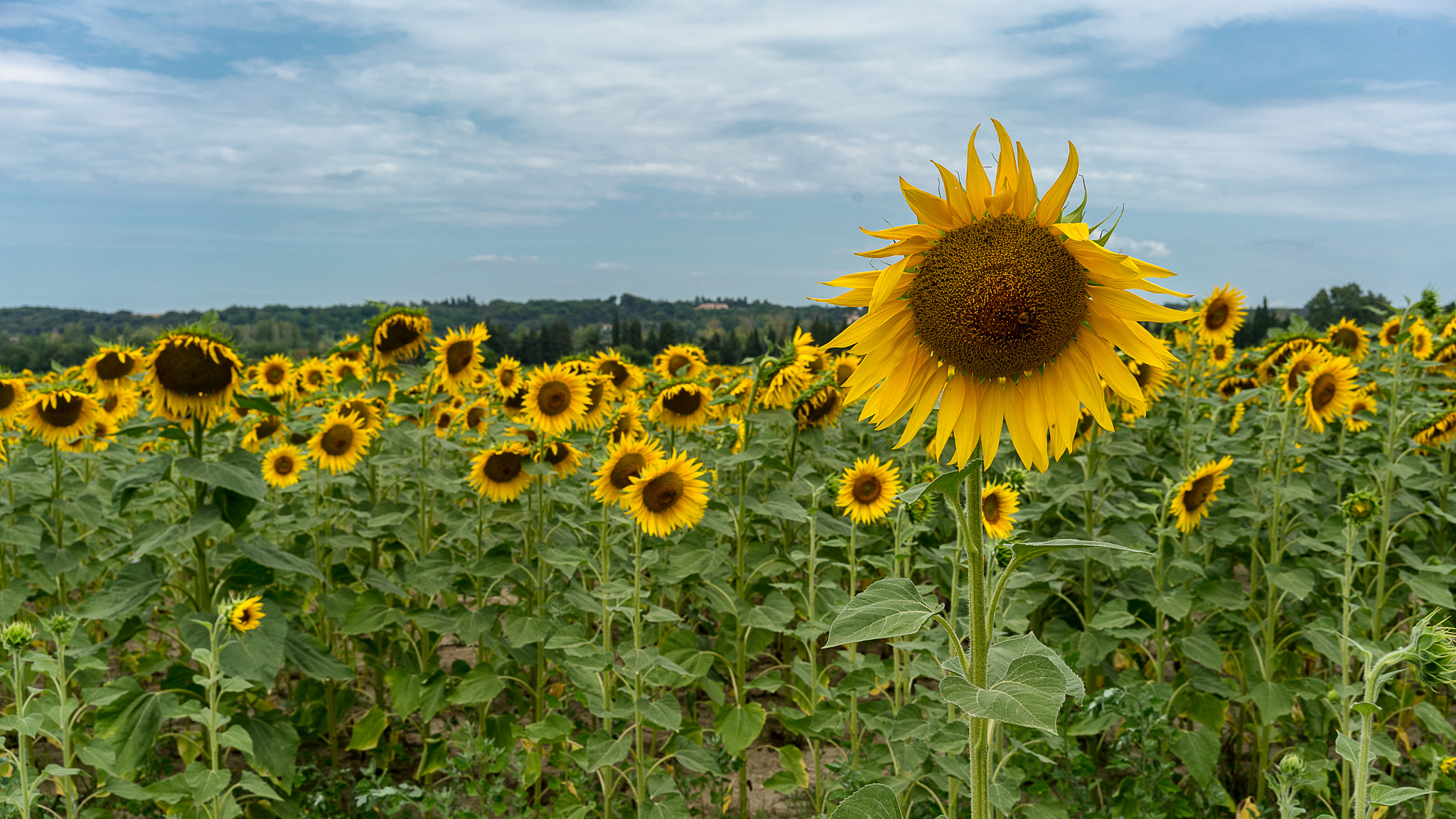 Sony a7R II + Sony Sonnar T* FE 35mm F2.8 ZA sample photo. Sunflower field photography