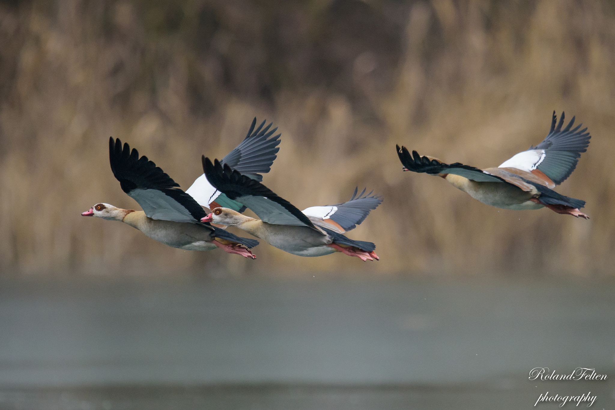Nikon D810 + Nikon AF-S Nikkor 600mm F4G ED VR sample photo. Three photography