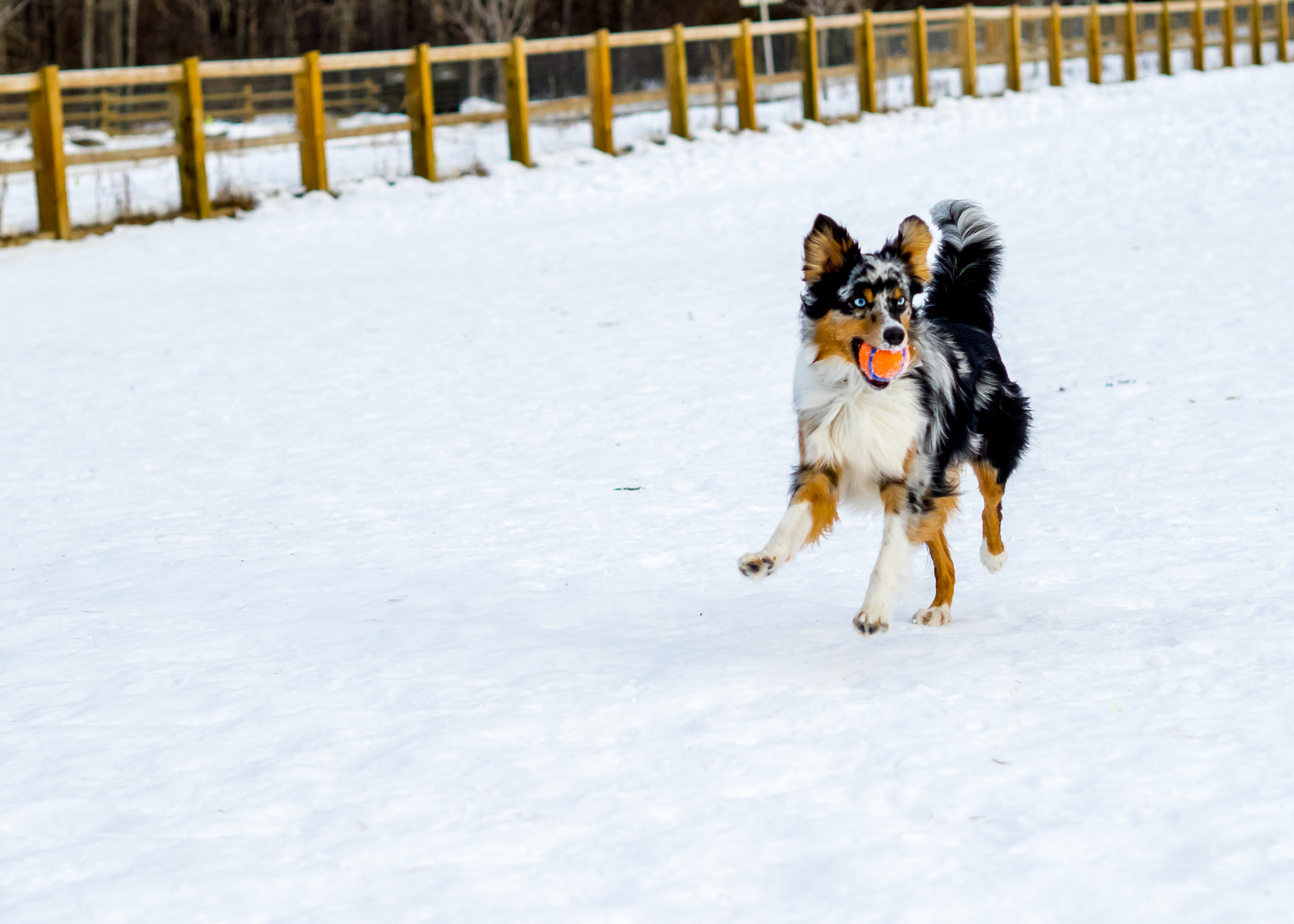 Olympus OM-D E-M1 + Olympus M.Zuiko Digital 45mm F1.8 sample photo. Dogparkball photography