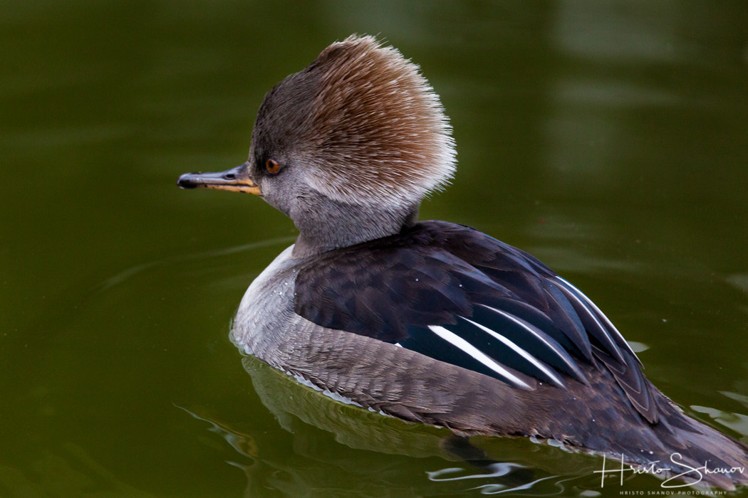 Tamron SP 150-600mm F5-6.3 Di VC USD sample photo. Bird photography