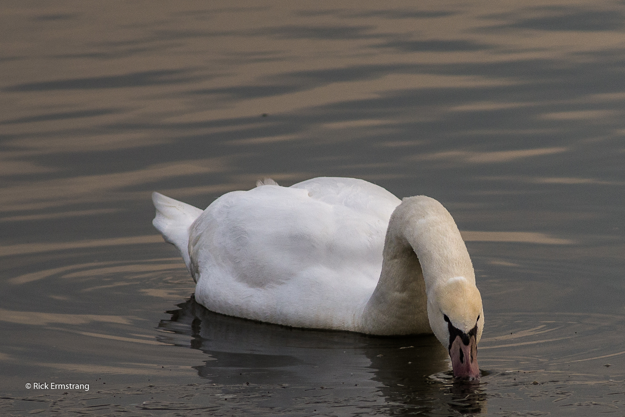 AF Nikkor 180mm f/2.8 IF-ED sample photo. Swan photography