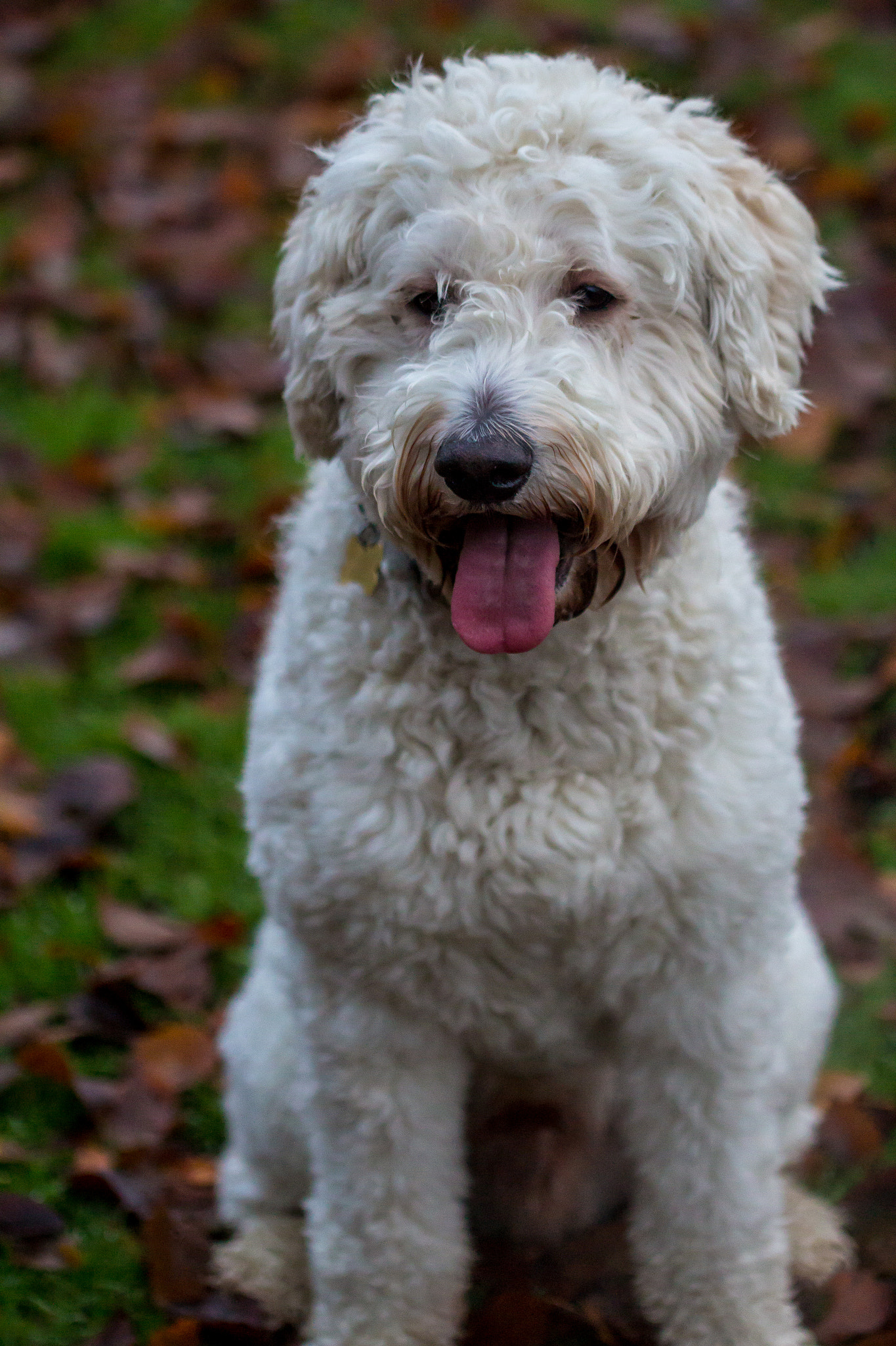Canon EF 100mm F2.8L Macro IS USM sample photo. Emmett in leaves photography