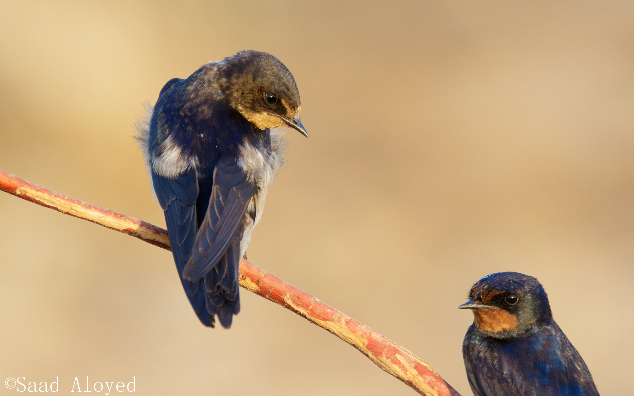 Sigma 150-600mm F5-6.3 DG OS HSM | C sample photo. Barn swallow خطاف المخازن photography