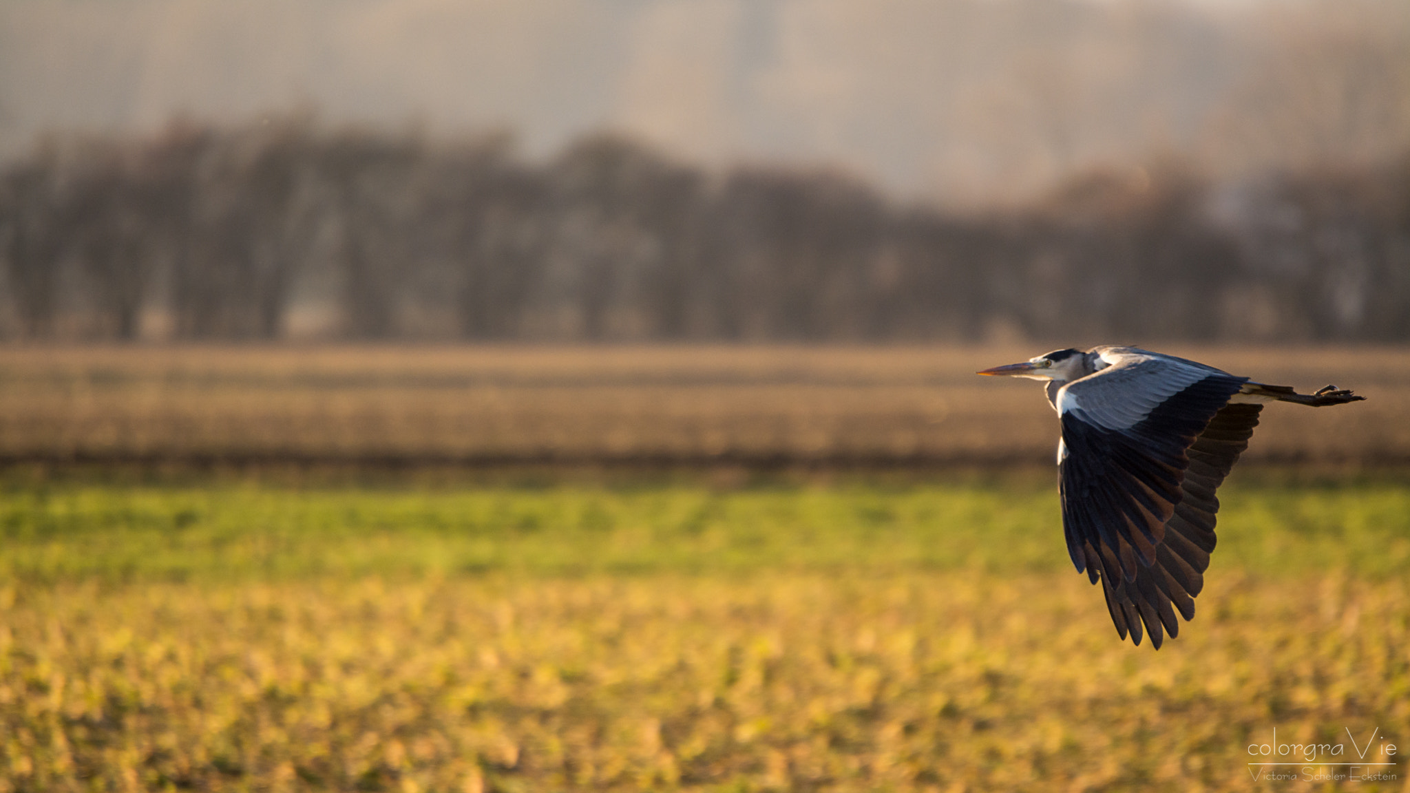Sigma 70-200mm F2.8 EX DG OS HSM sample photo. Landscape with grey heron photography