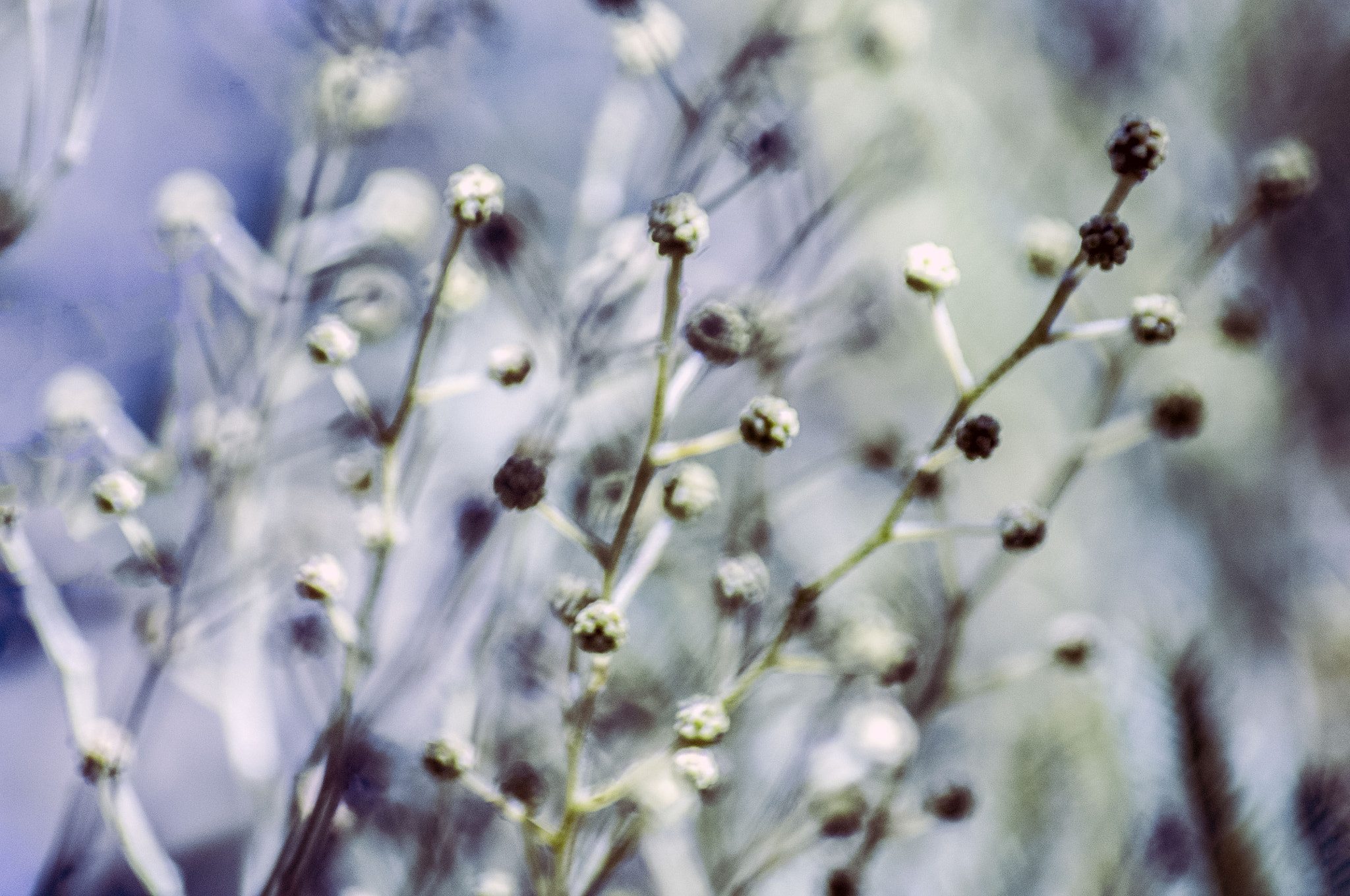 Pentax K-x + Tamron AF 70-300mm F4-5.6 LD Macro 1:2 sample photo. Acacia dealbata, 2017 photography