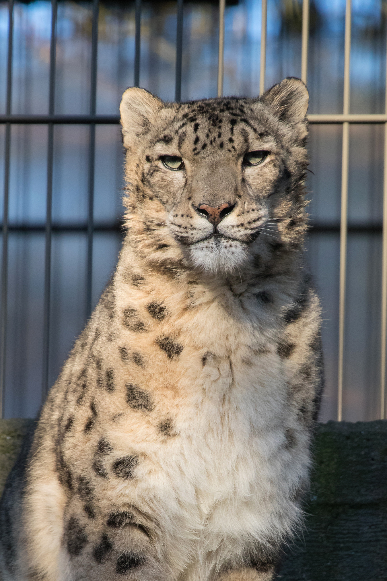 Canon EF 100-400mm F4.5-5.6L IS USM sample photo. Snow leopard photography