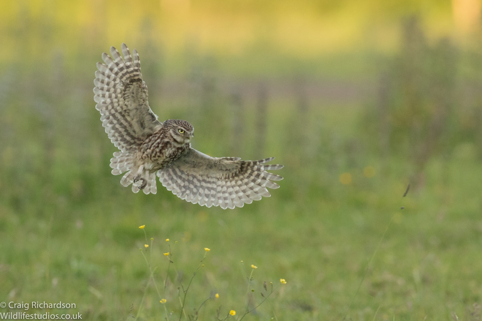 Canon EOS 7D Mark II + Canon EF 300mm F2.8L IS II USM sample photo. Little owl coming in. photography