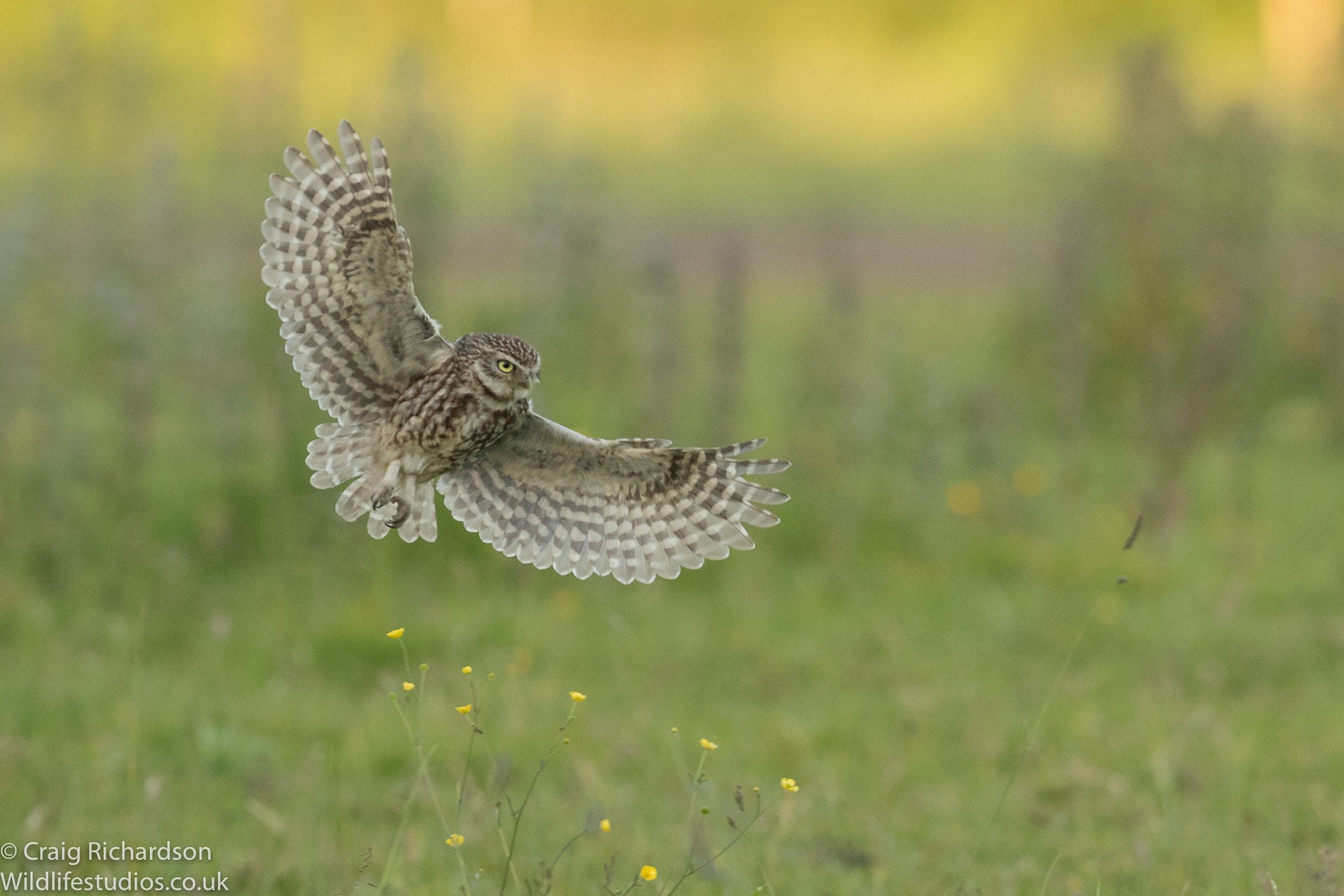 Canon EF 300mm F2.8L IS II USM sample photo. Little owl coming in. photography