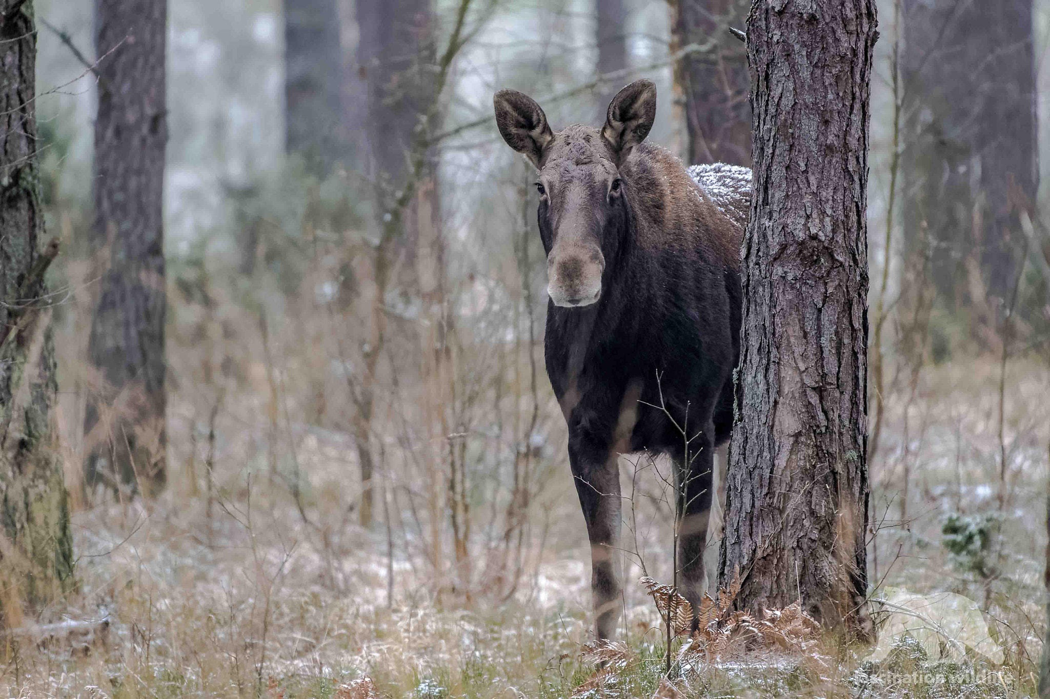 Sigma 150-600mm F5-6.3 DG OS HSM | S sample photo. Moose cow photography