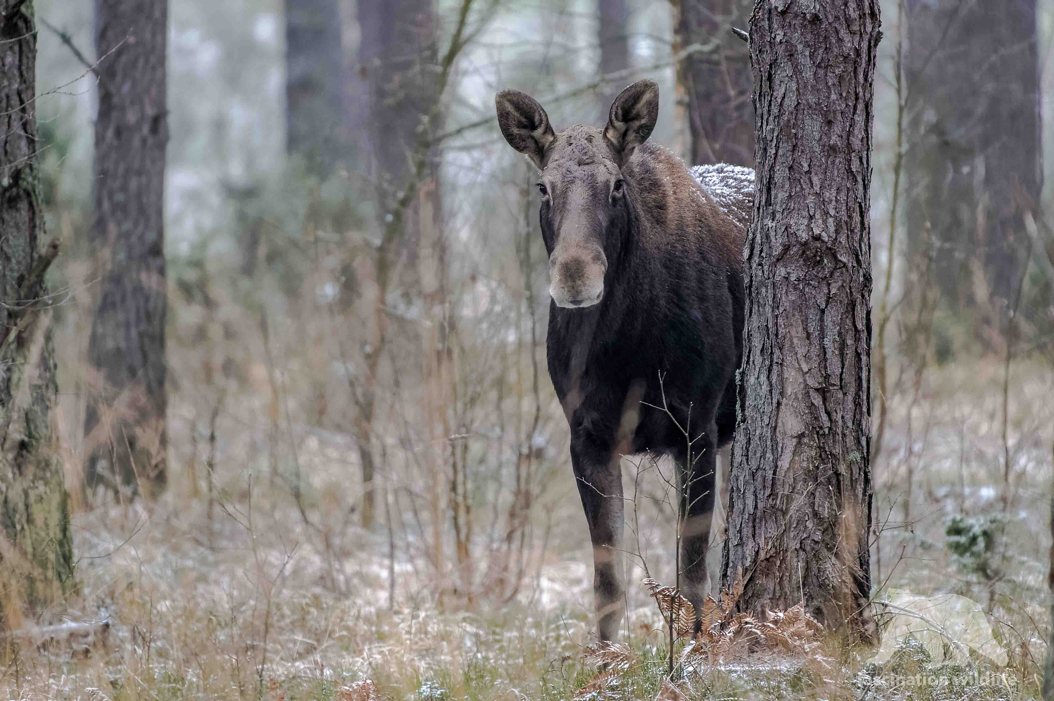 Nikon D4S + Sigma 150-600mm F5-6.3 DG OS HSM | S sample photo. Moose cow photography